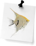 Angelfish (0)