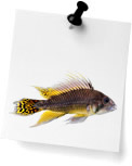 Cichlids (0)