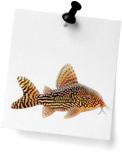 Corydoras (0)