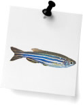 Danios (0)