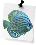 Discus (0)