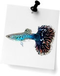 Guppies (0)
