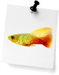 Platys (0)