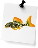 Plecos (0)