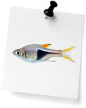 Rasboras (0)