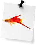 Swordtails (0)