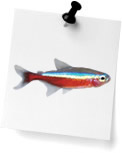 Tetras (0)