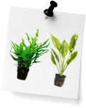 Potted Plants