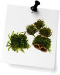 Plants on Rock & Wood